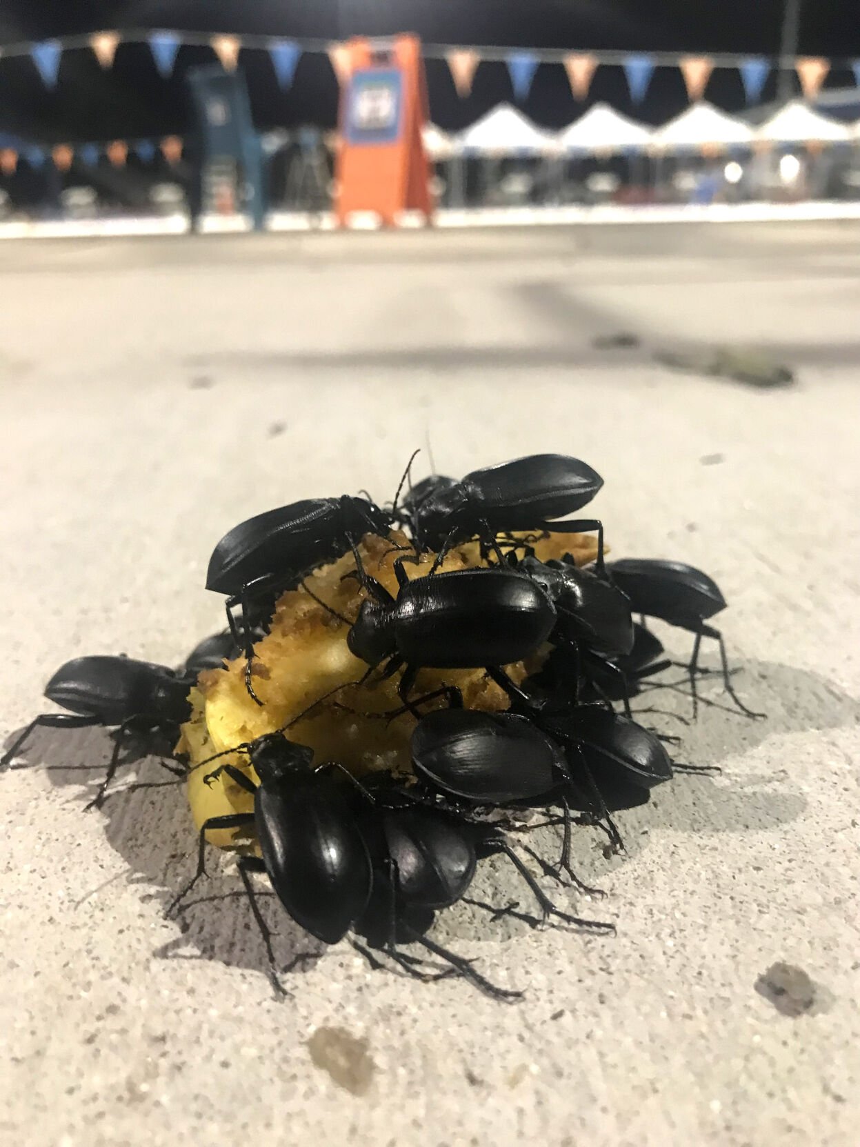 Oro Valley Aquatic Center, beetles